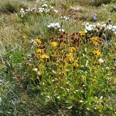 Senecio pinnatifolius var. alpinus at Kosciuszko National Park - 18 Mar 2023 by KumikoCallaway