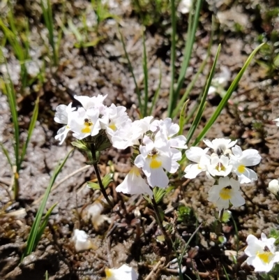 Euphrasia collina subsp. glacialis (Snow Eyebright) at Kosciuszko National Park - 18 Mar 2023 by KumikoCallaway