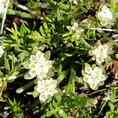 Oreomyrrhis pulvinifica (Cushion Carraway) at Kosciuszko National Park - 18 Mar 2023 by KumikoCallaway