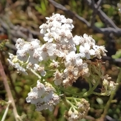 Achillea millefolium (Yarrow) at Kosciuszko National Park - 18 Mar 2023 by KumikoCallaway