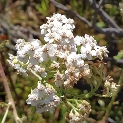 Achillea millefolium (Yarrow) at Munyang, NSW - 18 Mar 2023 by KumikoCallaway