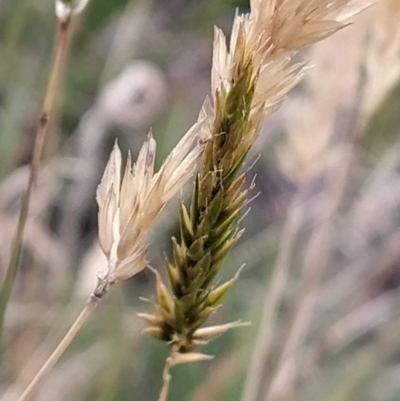 Anthoxanthum odoratum (Sweet Vernal Grass) at Munyang, NSW - 19 Mar 2023 by KumikoCallaway