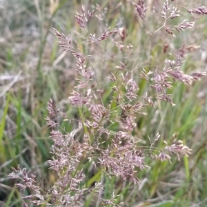 Agrostis sp. at Munyang, NSW - 19 Mar 2023