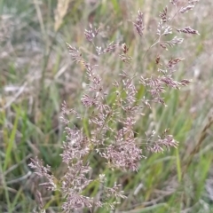 Agrostis sp. at Munyang, NSW - 19 Mar 2023