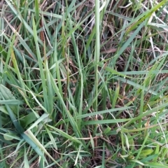 Agrostis sp. at Munyang, NSW - 19 Mar 2023