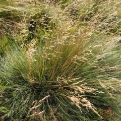 Poa sp. (A Snow Grass) at Kosciuszko National Park - 18 Mar 2023 by KumikoCallaway