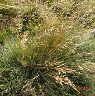 Poa sp. (A Snow Grass) at Munyang, NSW - 19 Mar 2023 by KumikoCallaway