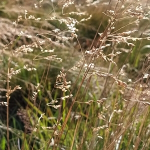 Poa sp. at Munyang, NSW - 19 Mar 2023