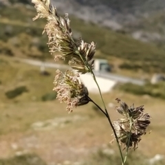 Dactylis glomerata (Cocksfoot) at Kosciuszko National Park - 18 Mar 2023 by KumikoCallaway