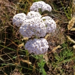 Achillea millefolium (Yarrow) at Munyang, NSW - 19 Mar 2023 by KumikoCallaway