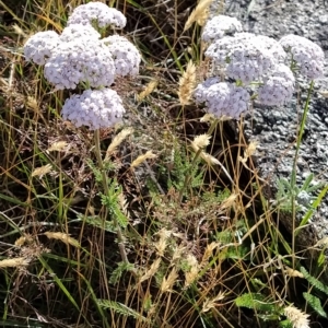 Achillea millefolium at Munyang, NSW - 19 Mar 2023