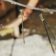 Synlestes weyersii (Bronze Needle) at Tidbinbilla Nature Reserve - 19 Mar 2023 by JohnBundock