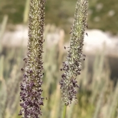 Phleum pratense (Timothy Grass) at Kosciuszko National Park - 18 Mar 2023 by KumikoCallaway