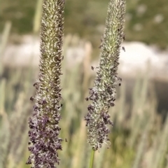 Phleum pratense (Timothy Grass) at Munyang, NSW - 18 Mar 2023 by KumikoCallaway