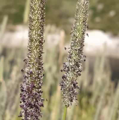 Phleum pratense (Timothy Grass) at Munyang, NSW - 19 Mar 2023 by KumikoCallaway