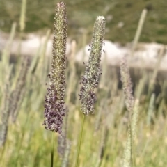 Phleum pratense at Munyang, NSW - 19 Mar 2023