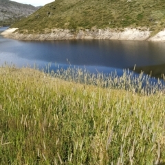 Phleum pratense at Munyang, NSW - 19 Mar 2023