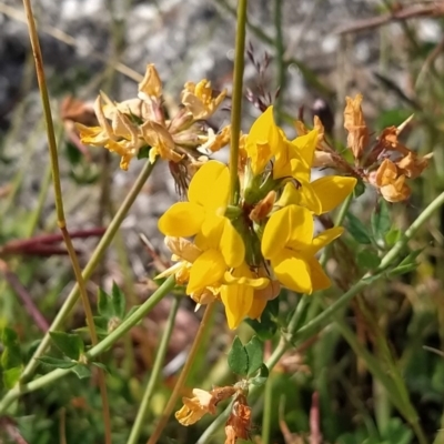 Lotus corniculatus (Birds-Foot Trefoil) at Guthega, NSW - 19 Mar 2023 by KumikoCallaway