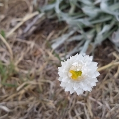 Leucochrysum alpinum at Jindabyne, NSW - 19 Mar 2023