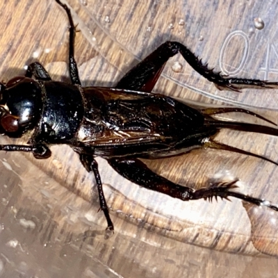 Teleogryllus commodus (Black Field Cricket) at Hughes, ACT - 19 Mar 2023 by LisaH