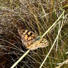 Heteronympha penelope (Shouldered Brown) at Rendezvous Creek, ACT - 11 Mar 2023 by KMcCue