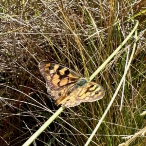 Heteronympha penelope at Rendezvous Creek, ACT - 11 Mar 2023