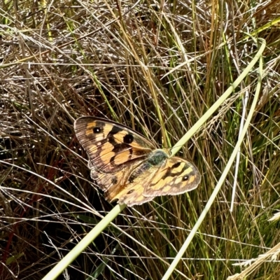 Heteronympha penelope (Shouldered Brown) at Rendezvous Creek, ACT - 11 Mar 2023 by KMcCue