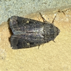 Proteuxoa bistrigula (An Owlet Moth) at Jerrabomberra, NSW - 19 Mar 2023 by Steve_Bok