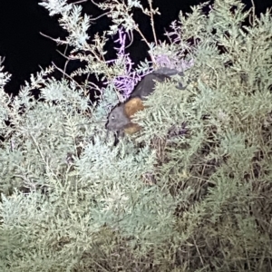 Pteropus poliocephalus at Jerrabomberra, NSW - 19 Mar 2023