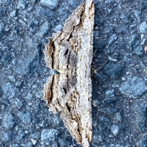 Scioglyptis lyciaria at Fyshwick, ACT - 19 Mar 2023