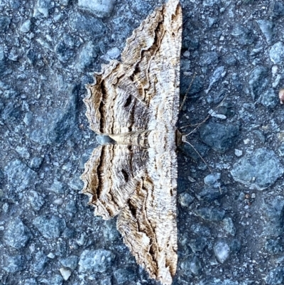 Scioglyptis lyciaria (White-patch Bark Moth) at Fyshwick, ACT - 19 Mar 2023 by Steve_Bok