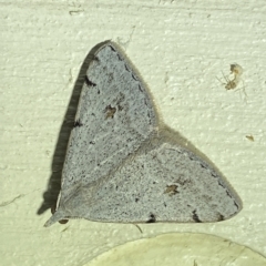 Dichromodes estigmaria (Pale Grey Heath Moth) at Jerrabomberra, NSW - 18 Mar 2023 by Steve_Bok