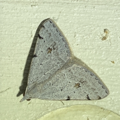 Dichromodes estigmaria (Pale Grey Heath Moth) at Jerrabomberra, NSW - 18 Mar 2023 by Steve_Bok
