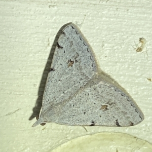 Dichromodes estigmaria at Jerrabomberra, NSW - 19 Mar 2023