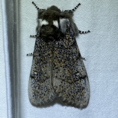 Oenosandra boisduvalii (Boisduval's Autumn Moth) at Jerrabomberra, NSW - 19 Mar 2023 by SteveBorkowskis