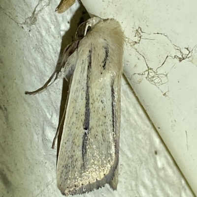 Leucania diatrecta (A Noctuid moth) at Jerrabomberra, NSW - 19 Mar 2023 by SteveBorkowskis
