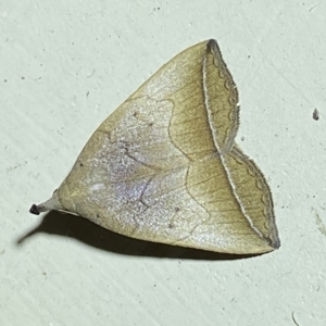 Simplicia armatalis at Jerrabomberra, NSW - suppressed