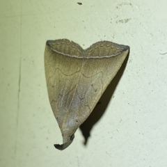 Simplicia armatalis at Jerrabomberra, NSW - 19 Mar 2023