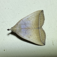 Simplicia armatalis at Jerrabomberra, NSW - suppressed