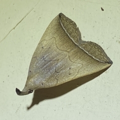 Simplicia armatalis at Jerrabomberra, NSW - 19 Mar 2023