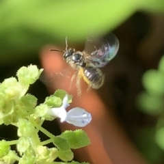 Lasioglossum (Homalictus) sphecodoides (Furrow Bee) at Dulwich Hill, NSW - 17 Mar 2023 by JudeWright