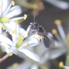 Leioproctus (Leioproctus) launcestonensis at Cotter River, ACT - 19 Mar 2023 by Harrisi