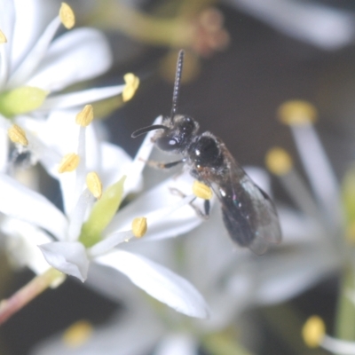 Leioproctus (Leioproctus) launcestonensis at Lower Cotter Catchment - 19 Mar 2023 by Harrisi