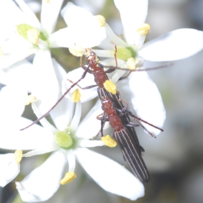 Syllitus rectus (Longhorn beetle) at Lower Cotter Catchment - 19 Mar 2023 by Harrisi