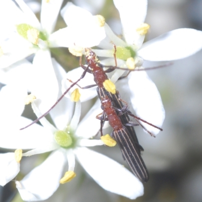 Syllitus rectus (Longhorn beetle) at Cotter River, ACT - 19 Mar 2023 by Harrisi