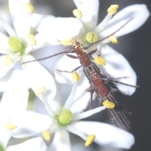 Syllitus rectus at Cotter River, ACT - 19 Mar 2023