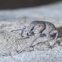 Polyphrades paganus (A weevil) at Cotter River, ACT - 19 Mar 2023 by Harrisi