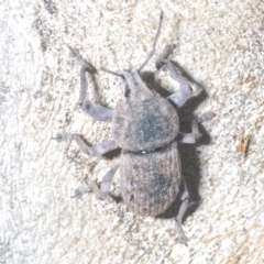 Polyphrades paganus at Cotter River, ACT - 19 Mar 2023