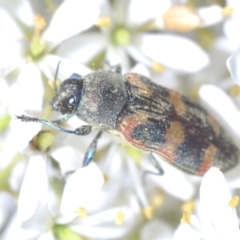 Castiarina sexplagiata (Jewel beetle) at Cotter River, ACT - 19 Mar 2023 by Harrisi