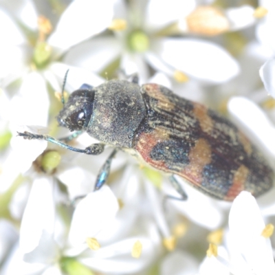 Castiarina sexplagiata (Jewel beetle) at Cotter River, ACT - 19 Mar 2023 by Harrisi